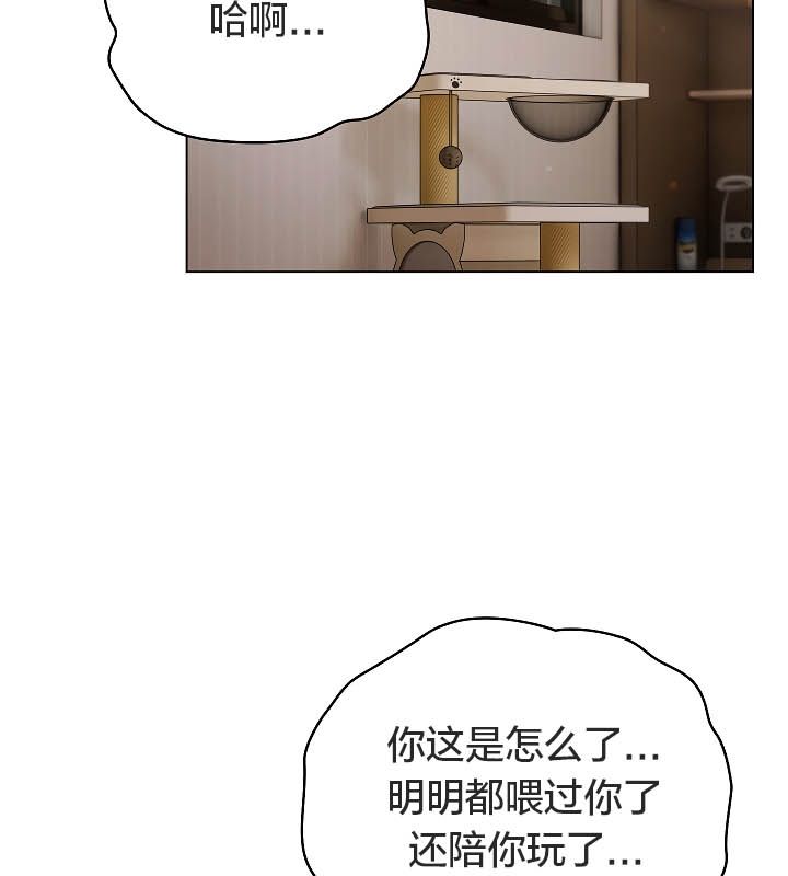 《貓貓牽紅線》漫画 第11話