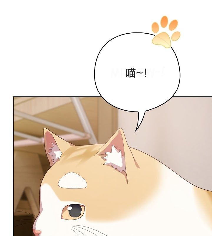 《貓貓牽紅線》漫画 第12話