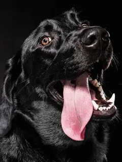 小夫妻和宠物犬的性福生活小说